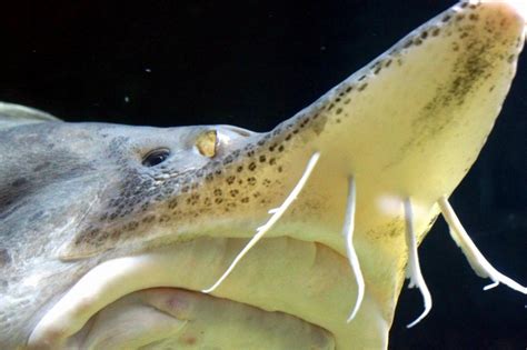 Beluga Sturgeon – "OCEAN TREASURES" Memorial Library