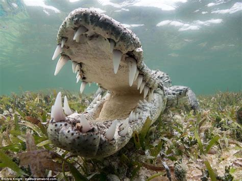 Wildlife photographer captures crocodiles in Mexico | Daily Mail Online