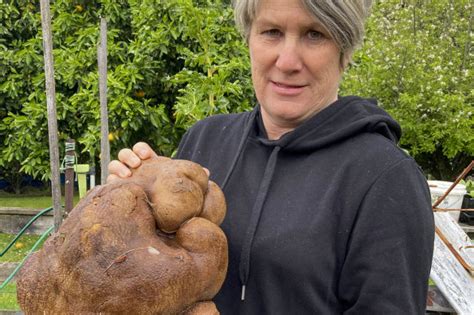 Giant potato from New Zealand possibly world’s biggest