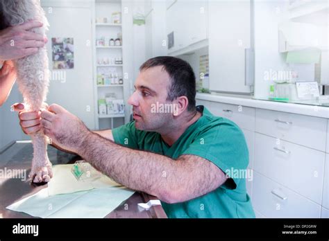 Vet examining a dog Stock Photo - Alamy