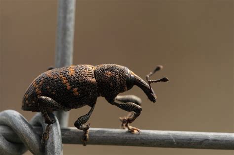 How to Get Rid of Weevils in Your Garden: 7 Methods That Work | House Grail