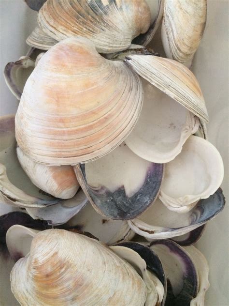 25 Clam Shells Shell Craft Seaside Nautical Beach