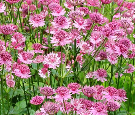 Astrantia Masterwort Purple Astrantia Major Seeds