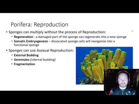 Phylum Porifera - Reproduction and Development - YouTube