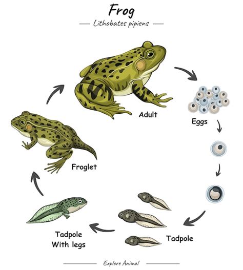 Premium Vector | Frog life cycle