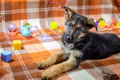 7 Easy Step-by-Step Games for German Shepherds, Even for Puppies ...