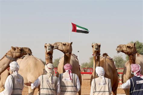 The Al Dhafra Camel Festival - Camelids Camelids