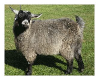 Pygora Fleece | Pygora Fiber | Rainbow Spring Acres Home of RSA Pygmy Goats