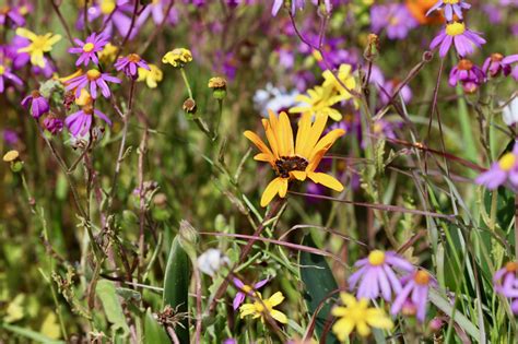 Spring Wild Flowers West Coast National Park. | The Incidental Tourist.