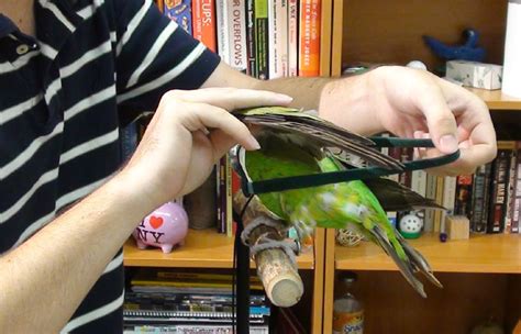 How to Put Aviator Flight Harness on Cape Parrot - Trained Parrot