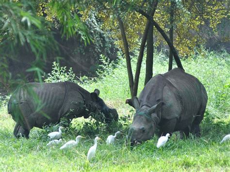 Assam State Zoo Cum Botanical Garden, Guwahati - Timings, Safari Cost ...