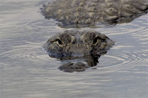 Alligator Free Stock Photo - Public Domain Pictures