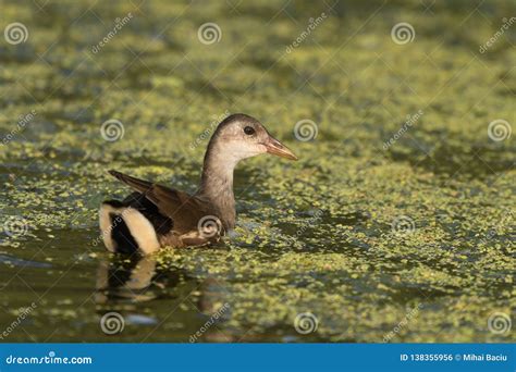 Common Moorhen Galinulla Chloropus Stock Photo - Image of family, fauna: 138355956