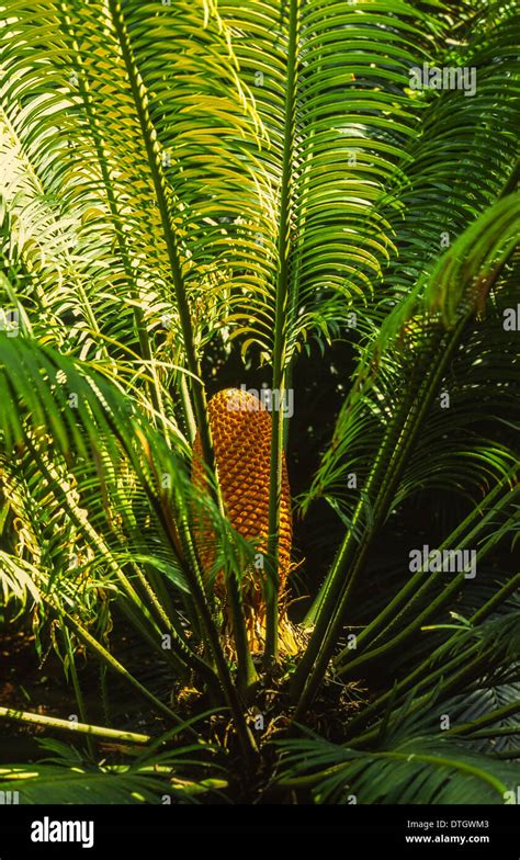 Cycad seed hi-res stock photography and images - Alamy