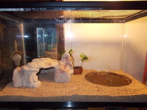 Hermit Crab Terrarium - The Planted Tank Forum