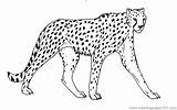 Animals Cheetah Coloring Page  Free Printable Pages sketch template