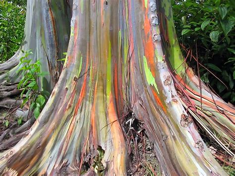 See The Unique Multi-Hued Bark - Eucalyptus Deglupta - ALLRefer