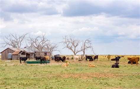 Cattle Ranch Texas Panhandle Near Amarillo Texas United State Stock Photo - Download Image Now ...