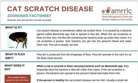 Cat Scratch Disease - Zoonoses Fact Sheet - AMRRIC