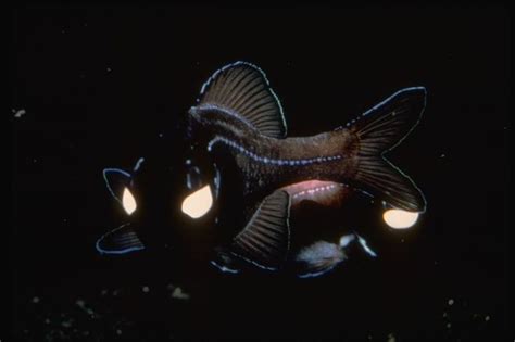 1979 Photoglepharon palpegratus. Common name: flashlight fish ...