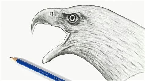 How to draw an eagle in pencil - كيف ترسم صقر بأقلام الرصاص - YouTube