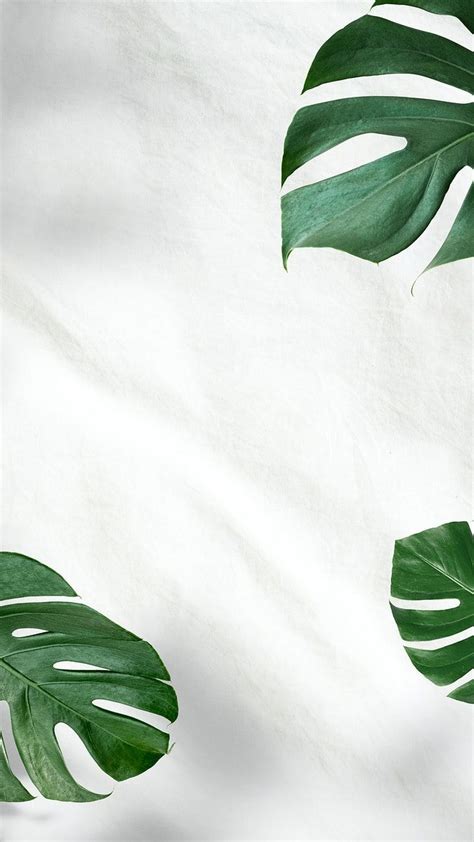 Green Monstera leaves on white background | premium image by rawpixel.com / nunny | White ...