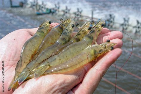 White shrimps or Litopenaeus vannamei on hand in close up view at ...