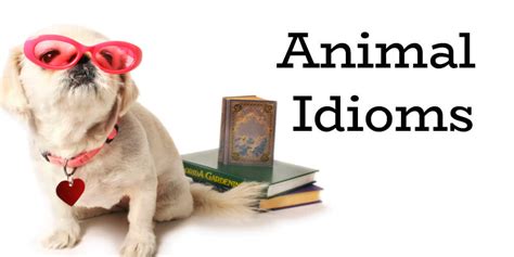 10 Animal Idioms You Can Use Today