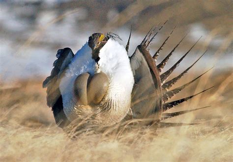 Frack Quietly, Please: Sage Grouse Is Nesting - The New York Times