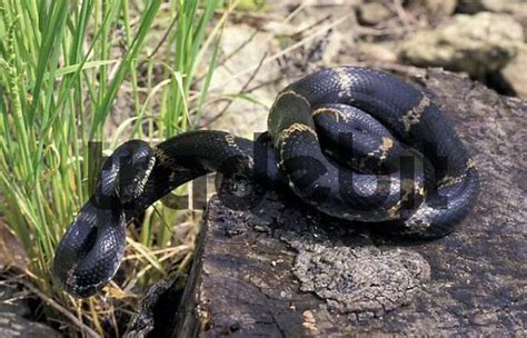 Russian Rat snake. Bikin river, Northern Ussuriland, Russia. - Down...