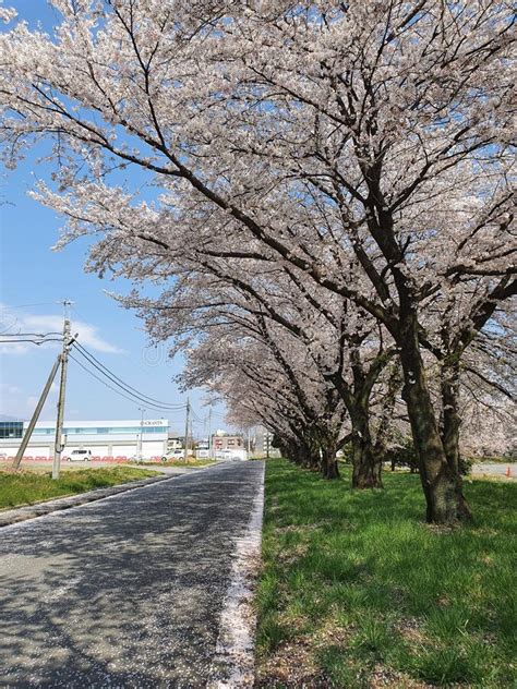 The falling sakura petals editorial stock photo. Image of tree - 262317213