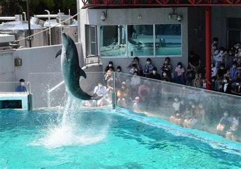 Shinagawa Aquarium to end dolphin shows | Marine Connection