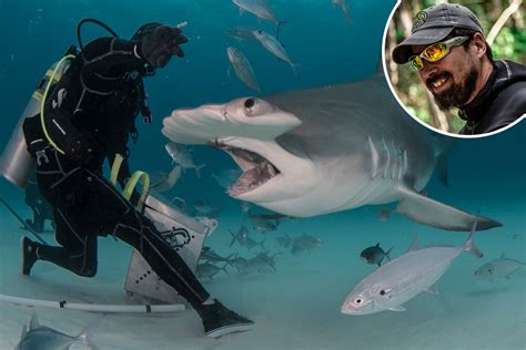 Dramatics pics show fearless diver using blood to lure 16ft hammerhead sharks off the Bahamas ...