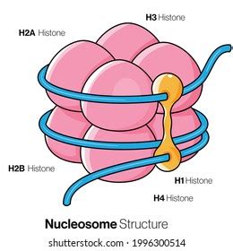 Histone Structure