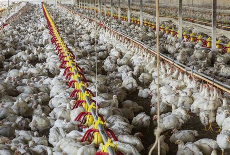 Animal Farming - (The Poultry Industry) We Must Be Their Voice - National Compass