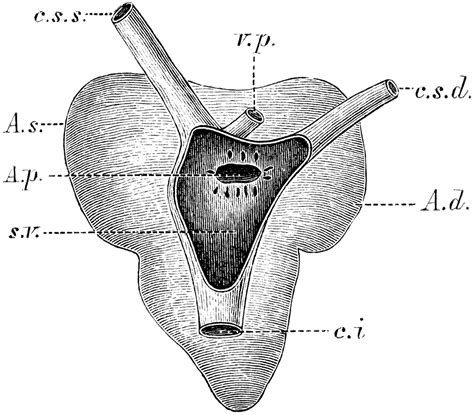 Frog Heart Anatomy