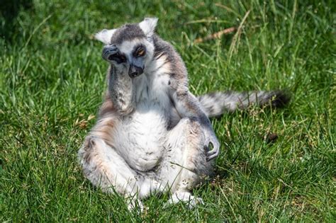 Premium Photo | Sad lonely ring tailed lemur lemur catta