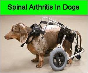 Dog With Spinal Arthritis | Spinal arthritis, Dogs, Arthritis