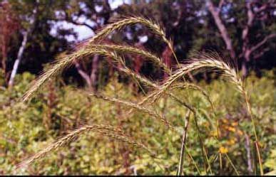 Savanna Grasses and Sedges | Grass, Savanna, Savannah chat