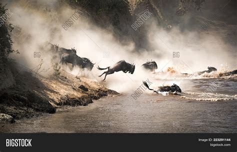 Wildebeest Crossing Image & Photo (Free Trial) | Bigstock