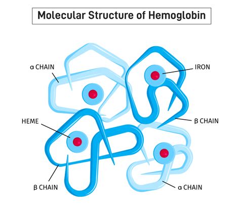 ¿Qué es la hemoglobina? Definición, Estructura, Función – Barcelona Geeks