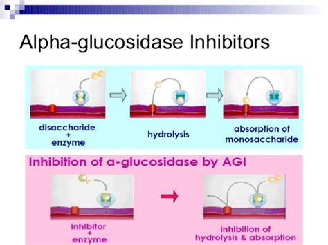 Alpha-Glucosidase Inhibitors:Uses,Dosages,Side-effects & Brand » How To Relief