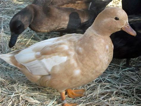 Bantam Duck Page | Duck breeds, Call ducks, Pet ducks