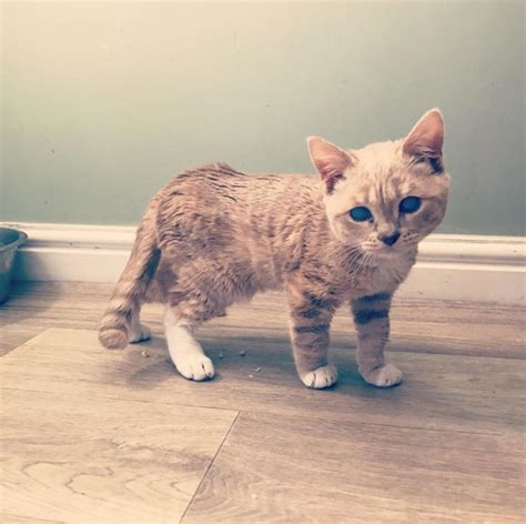 Meet Munchie, The Tiny Cat With Dwarfism That Will Look Like A Kitten Forever