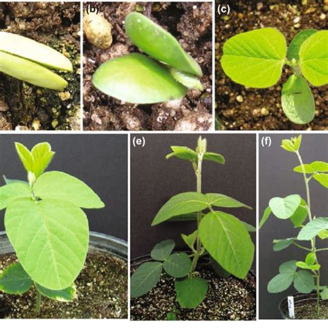 4 Soybean vegetative and reproductive stages | Download Table