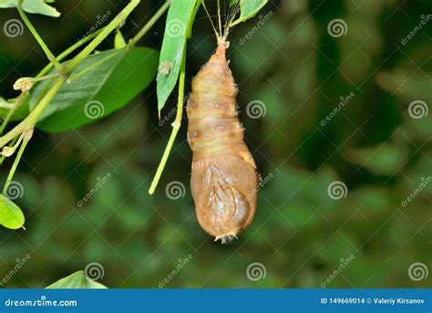 Pupa of butterfly 1 stock photo. Image of growth, detail - 149669014