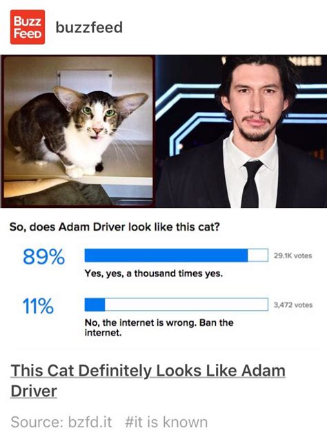 Adam Driver cat | Adam driver cat, Cats, Hilarious