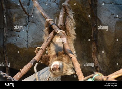 Sloth hanging on a branch Stock Photo - Alamy