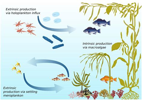 Kelp Forest Ecosystem