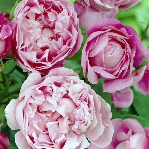 David Austin Rose Varieties - Clarenbridge Garden Centre